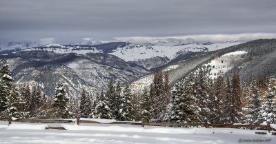 Dead Pine Trees In White River National Forest at 12,000 feet