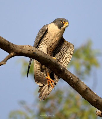 Peregrine Falcon