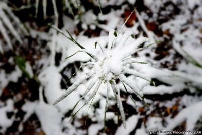 Snowing In Athens - Feb 2008