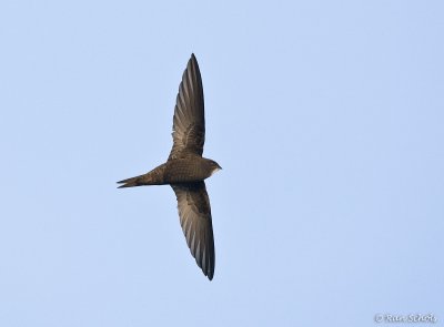 Gierzwaluw C1D3_03126.jpg