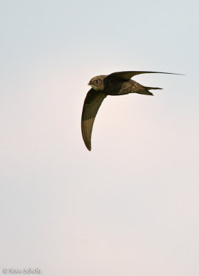 Gierzwaluw C1D3_03392.jpg