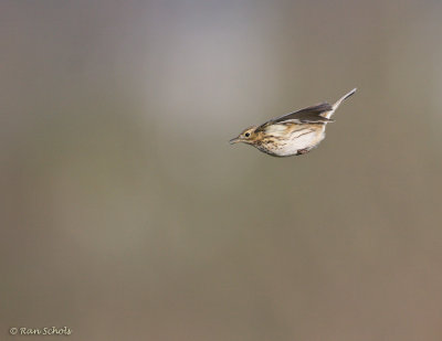 Graspieper C40D_04091.jpg