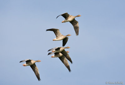 Grauwe Gans C1D3_04393.jpg