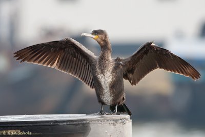 Aalscholver C1D3_09807.jpg