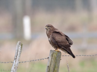 Buizerd C1D3_09815.jpg