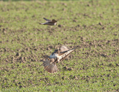 Buizerd en slechtvalk C1D3_07940.jpg