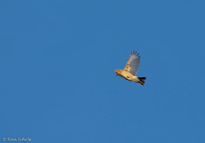 Tjiftjaf C1D3_05891.jpg