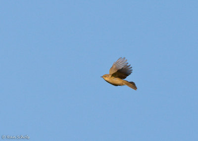 Tjiftjaf C1D3_06780.jpg