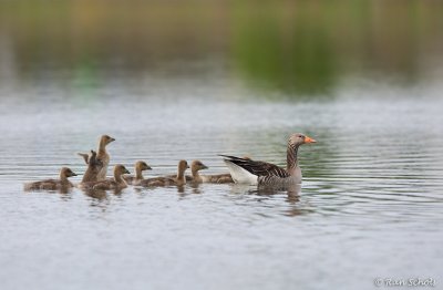 Grauwe Gans C1D3_12128.jpg