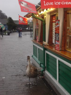 The swans buy ice cream here.JPG