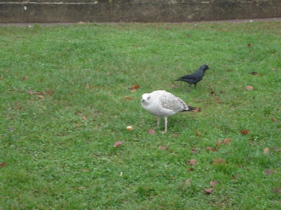 Matthew's obsessionwith 'giant' seagul1s.JPG