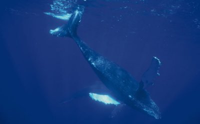 Humpback whale.jpg