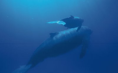Mother and calf.jpg