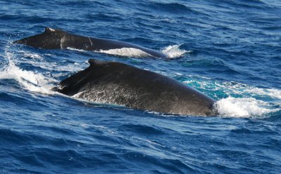 Humpback whales-.jpg