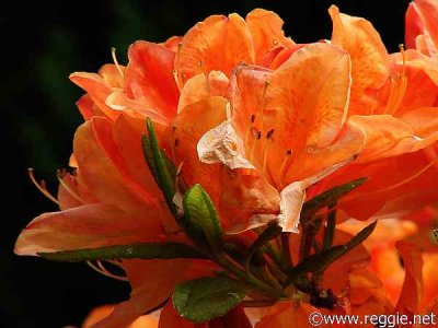 orange flower.jpg