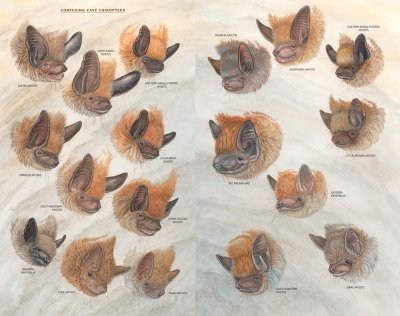 FACES.jpg