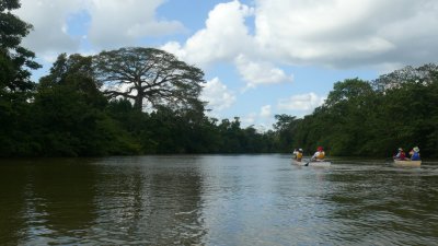 Arbol Gigantesco