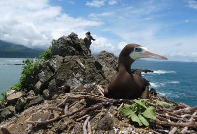 Brown Booby II