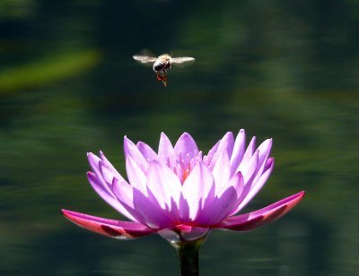 Bee Landing on Flower