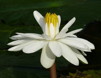 Water Lilly I