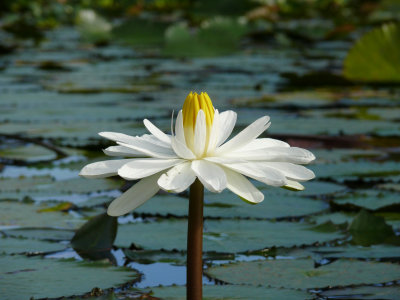 Water Lilly II