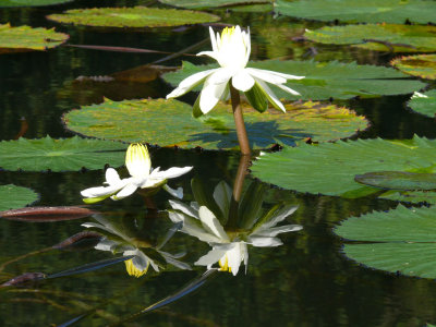 Water Lilly IV