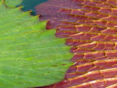 Water Lilly V