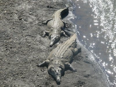 Obese Crocs