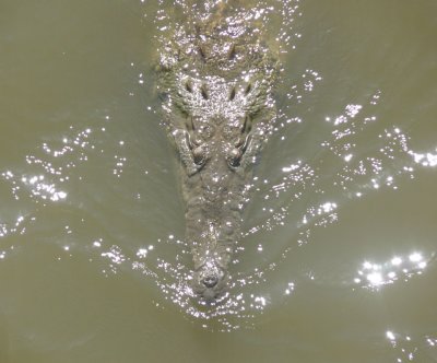 Crocodile en Rio Tarcoles