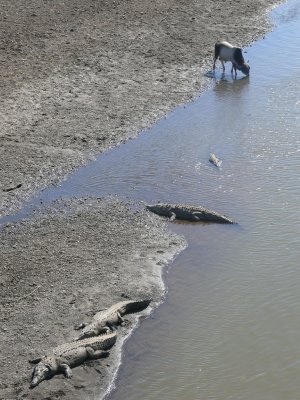 Crocs already satiated...