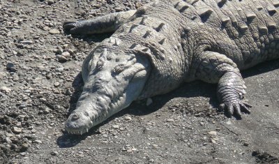 Corpulent Crocodile