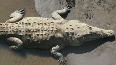 Fat Crocs