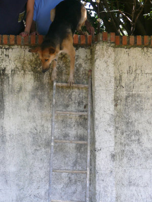 Dog on Ladder
