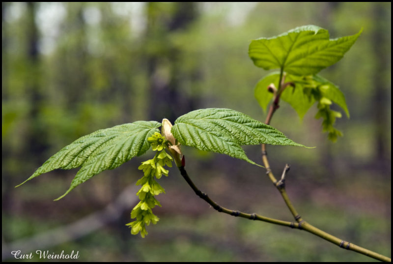 Striped maple