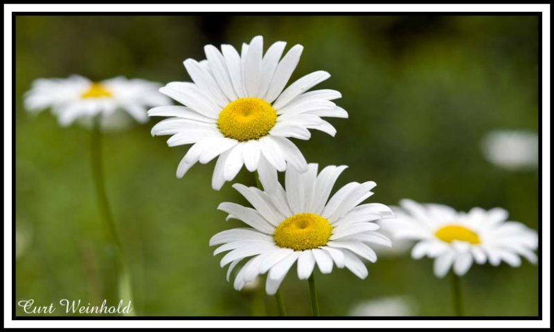 Daisies