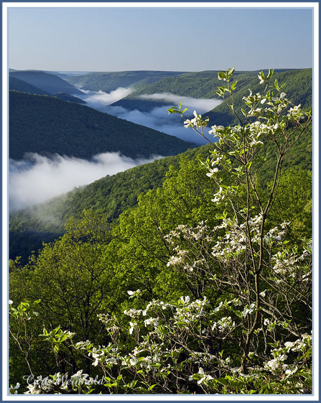 PineCreekVista w/ wild azalea.