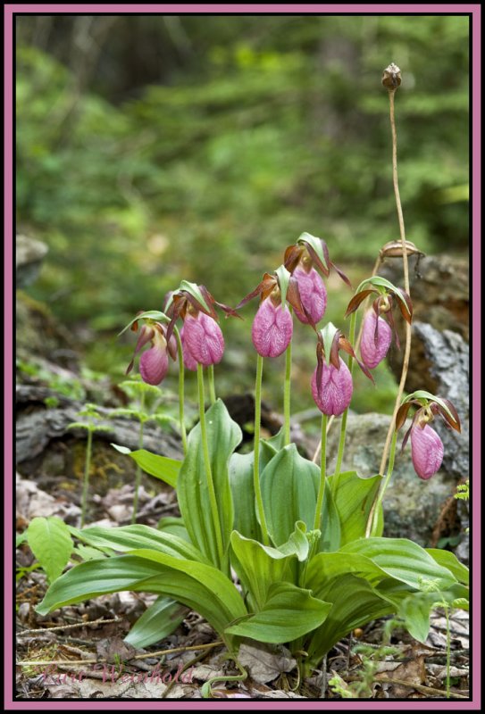 Pink Lady Slipper Orchid