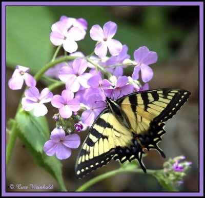 Tiger Swallowtail on Dame's Rocket