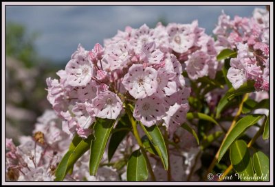 Mountain Laurel