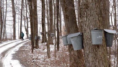 Maple Sap Buckets