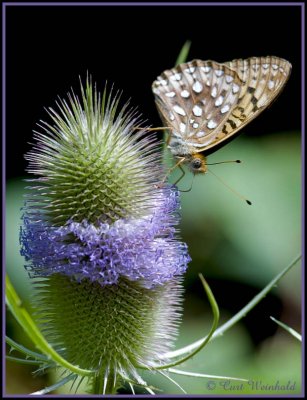 Fritillery on Teasel