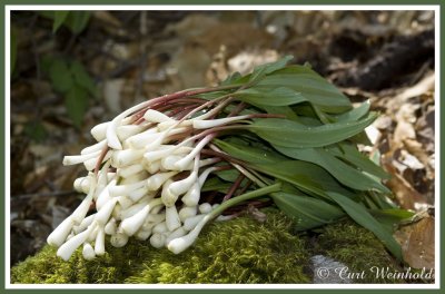 Leeks -ready to eat.