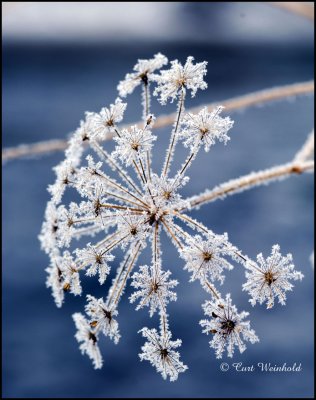 Queen-Annes Lace