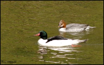 Hooded Mergansers