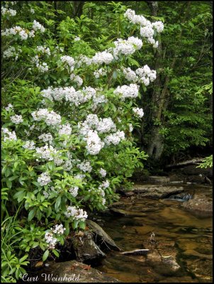 Manor Fork and Mountain Laurel