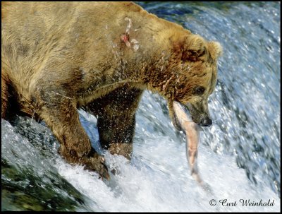 Brown Bear w/salmon-Katmai Nat Pk.