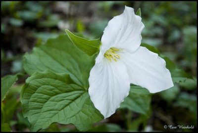 Showy Trillium