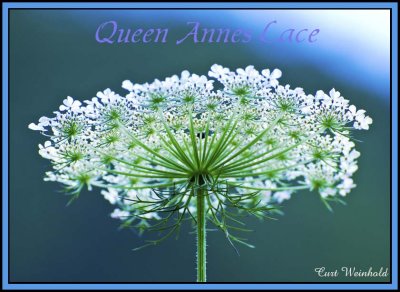 Queen-Annes Lace