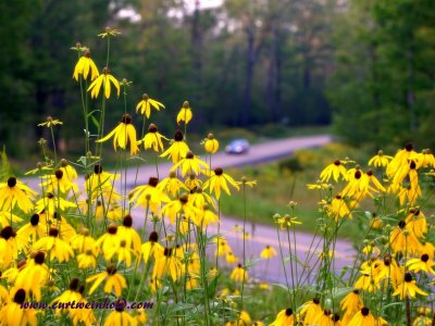 Coneflower Rt44