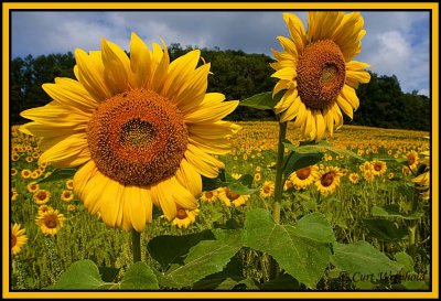 Field of  Sunflowers Rt49
